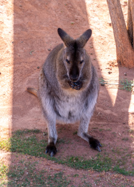 Bennett's Wallaby, The Living Desert Zoo and Gardens, California March 2021