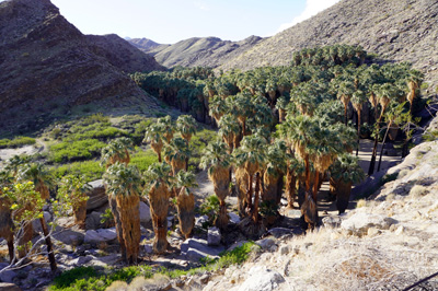 Palm Canyon: A canyon creek, lined by Palm trees, Indian Canyons, California March 2021
