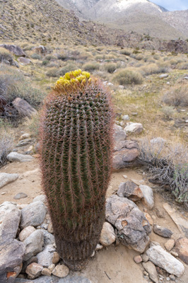 Beautiful Red Barrel Cactus, Indian Canyons, California March 2021