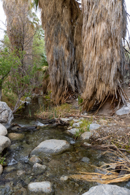 A briskly flowing canyon stream, Indian Canyons, California March 2021
