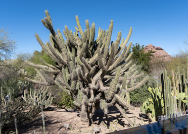Phoenix: Desert Botanical Garden, Arizona 2021