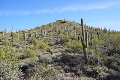 A forest of Saguaro, Cave Creek Regional Park: Quartz Trail, Arizona 2021