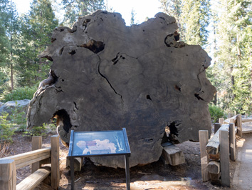 A Giant Cross-Section, Sequoia National Park, California March 2021