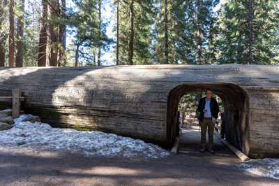 A fallen Sequoia trunk, Sequoia National Park, California March 2021