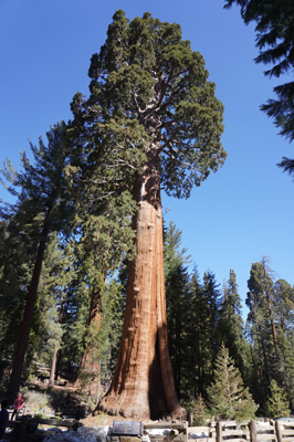 Another Giant: The Sentinel Tree, Sequoia National Park, California March 2021