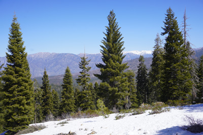 Snow on the ground, even in April, Sequoia National Park, California March 2021