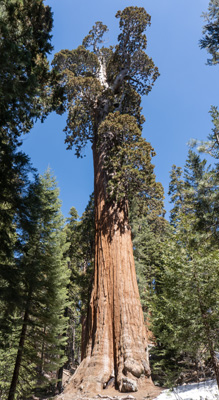 General Grant Tree, Sequoia National Park, California March 2021