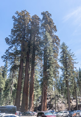 A cluster of Giants at the Grant parking lot, Sequoia National Park, California March 2021