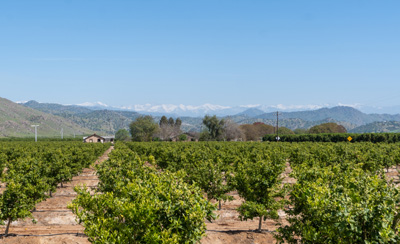 Mountains & Orange Trees.  East of Dinuba, Visalia area, California March 2021