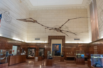 Texas Memorial Museum: The Texas Pterosaur Only a replica, but, Austin Museums, etc., Texas May 2021