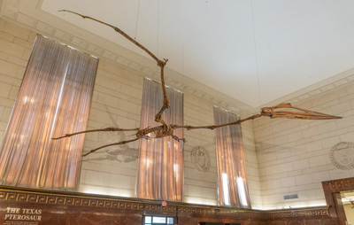 Texas Memorial Museum: The Texas Pterosaur With a forty foot wi, Austin Museums, etc., Texas May 2021
