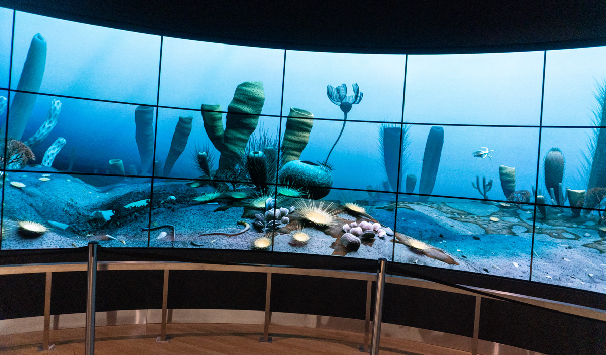 Royal Ontario Museum, Animated "Cambrian Aquarium"