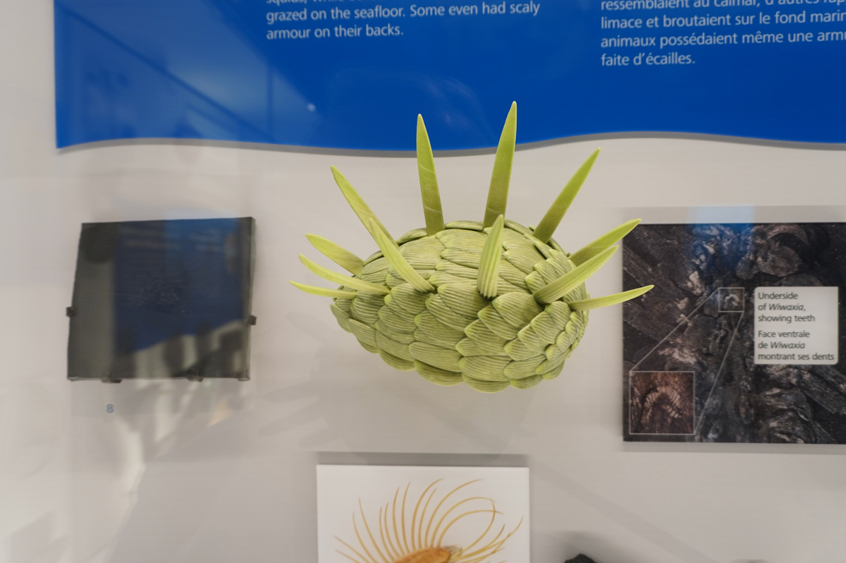 Royal Ontario Museum, Wiwaxia model