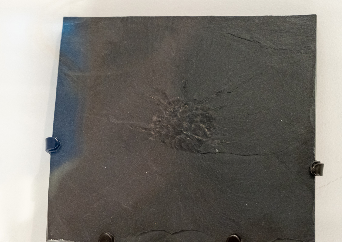 Royal Ontario Museum, Wiwaxia fossil (!)