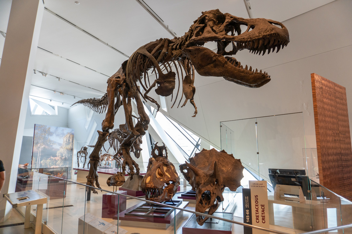 Royal Ontario Museum, T-Rex skeleton (cast)