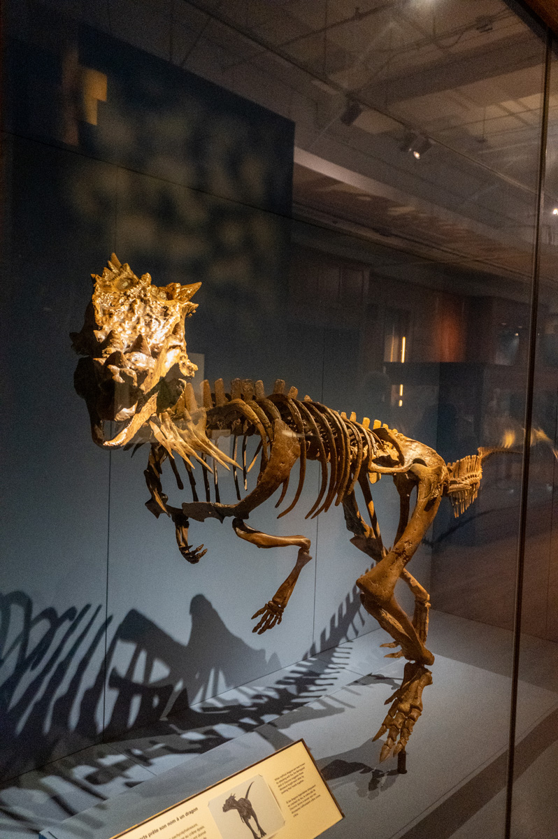 Royal Ontario Museum, Dracorex hogwartsia ("Dragon King of Hogwarts") A real new dinosaur species
