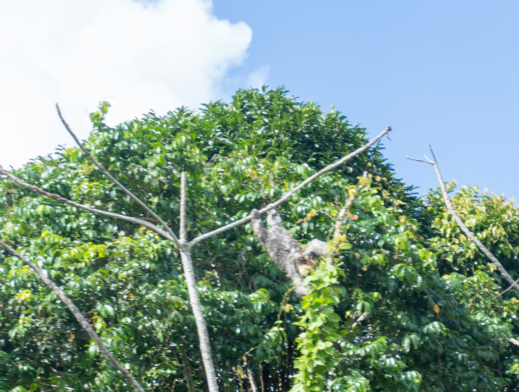 Kourou: Guiana Space Centre Tour, Sloth in roadside tree Much oohing and aahing from our tour bus!