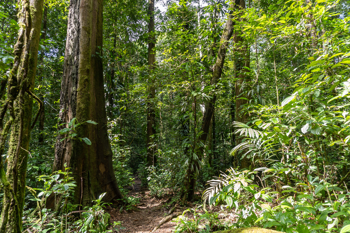 Cayenne, Trésor Nature Reserve