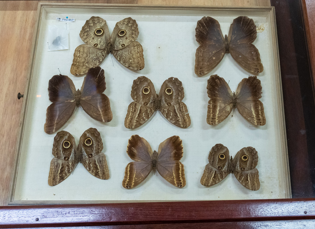 Musée Local de Guyane, Eyeful Butterflies, top & lower
