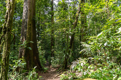 Trésor Nature Reserve, Cayenne, French Guiana++, December 2022