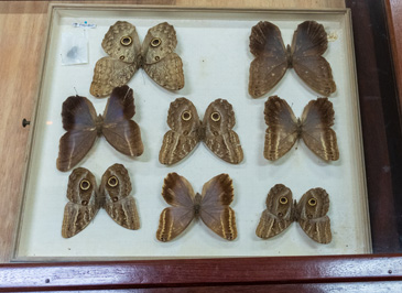 Eyeful Butterflies, top & lower, Musée Local de Guyane, French Guiana++, December 2022