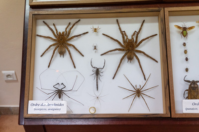 Two very large Spiders. Note the Euro coin for scale., Musée Local de Guyane, French Guiana++, December 2022