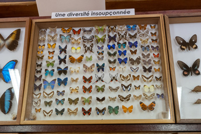 Many Butterflies (