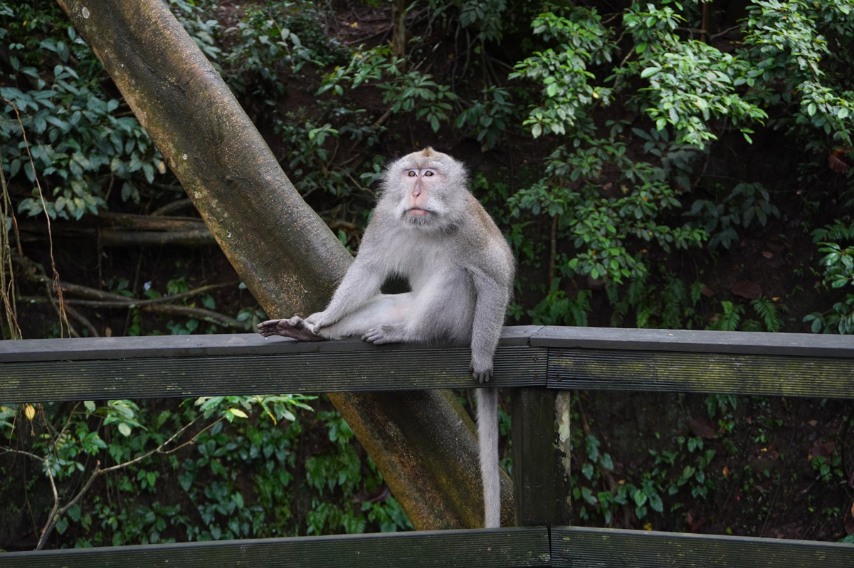 Ubud: Sacred Monkey Forest