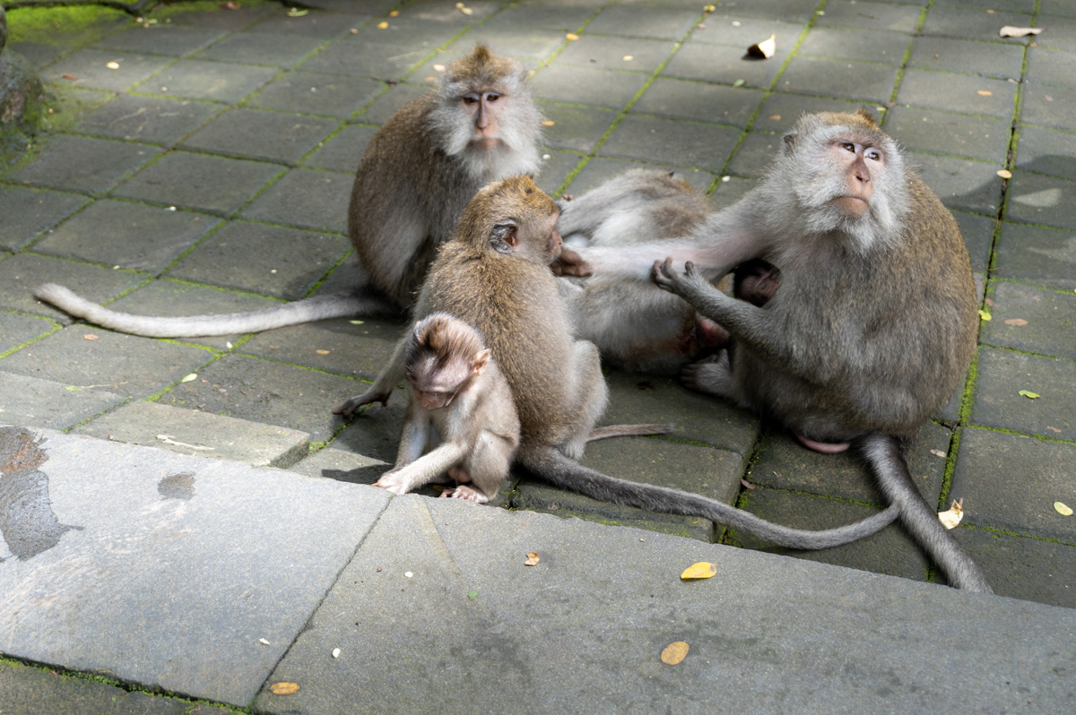 Ubud: Sacred Monkey Forest