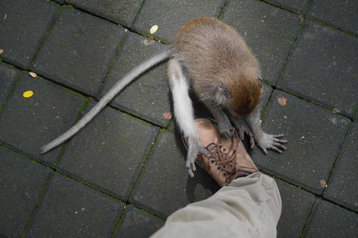 Ubud: Sacred Monkey Forest, This chap was fascinated by my shoe laces...