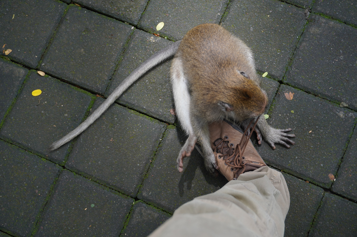 Ubud: Sacred Monkey Forest