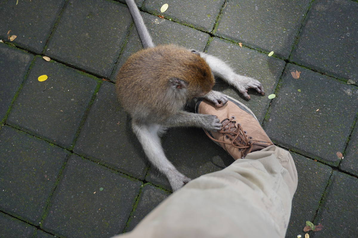 Ubud: Sacred Monkey Forest