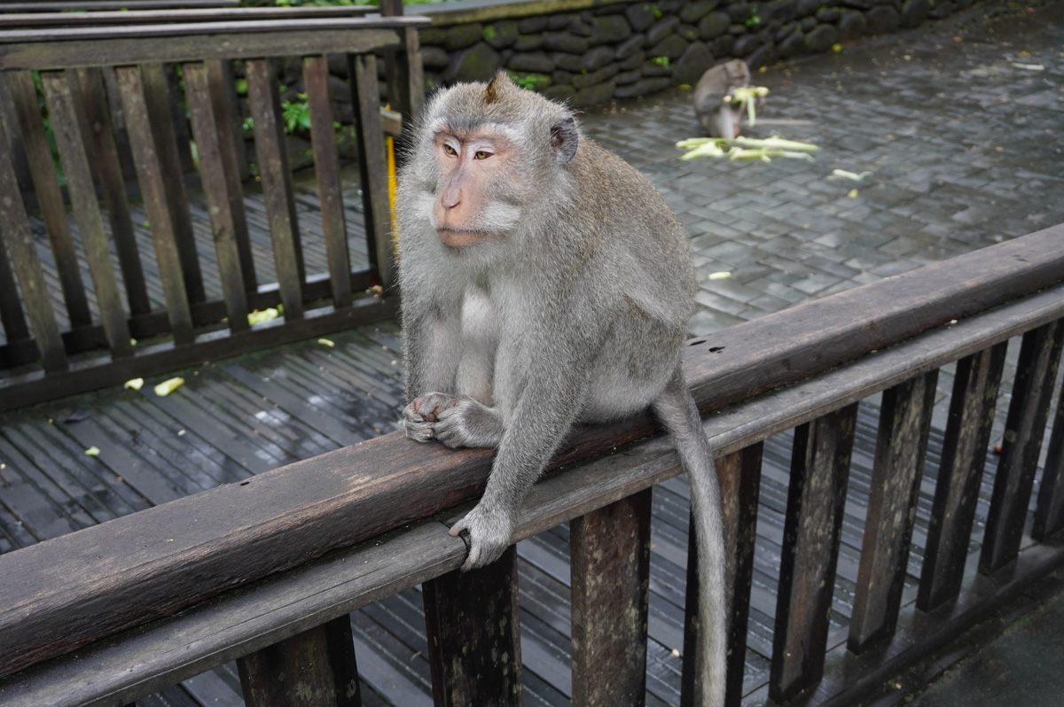 Ubud: Sacred Monkey Forest