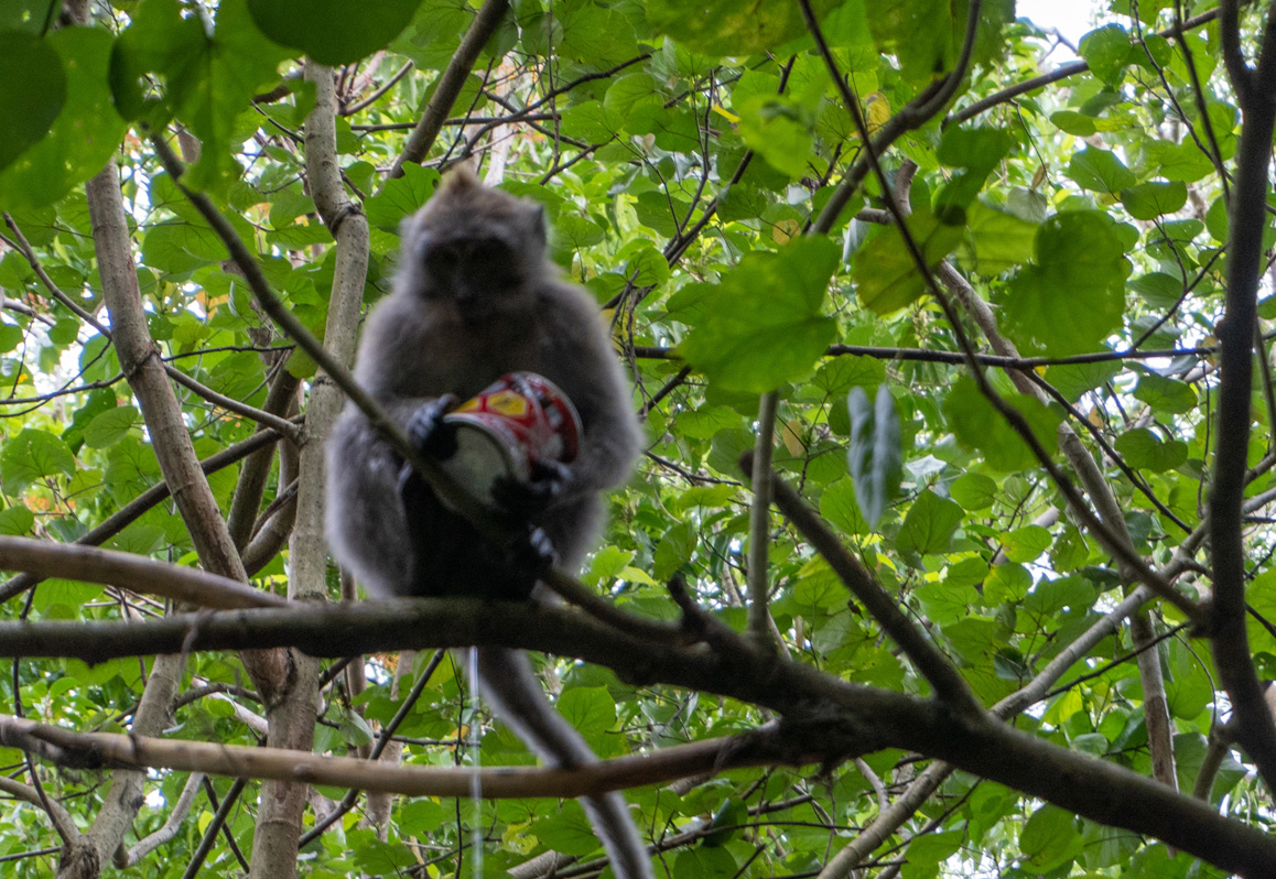 Ubud: Sacred Monkey Forest, This chap had found a can of something... But he couldn