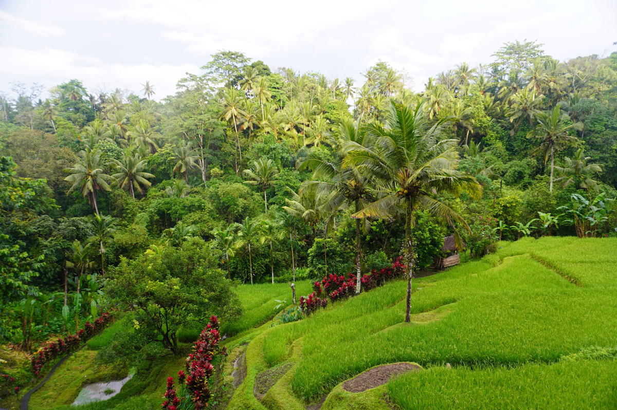 Around Central Ubud, Outside Komaneka at Bisma