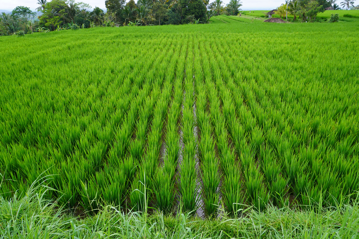 Jatiluwih Rice Terraces