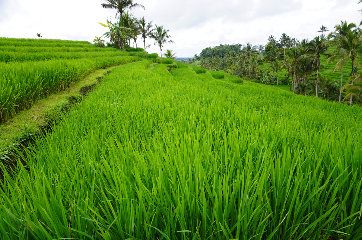 Jatiluwih Rice Terraces