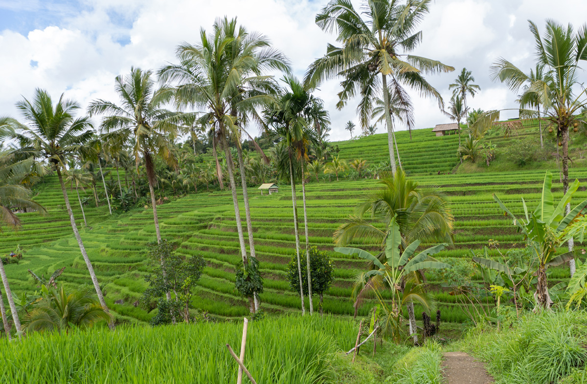 Jatiluwih Rice Terraces