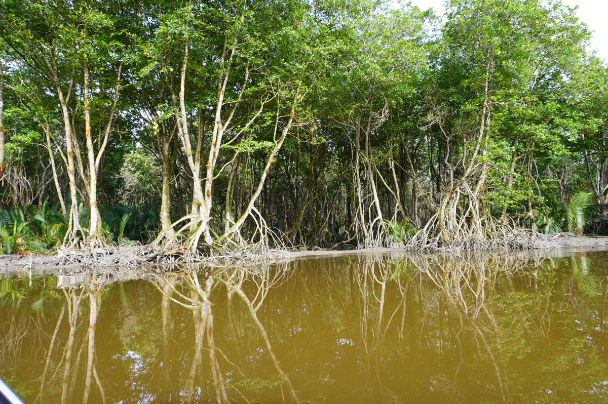 Brunei River trip