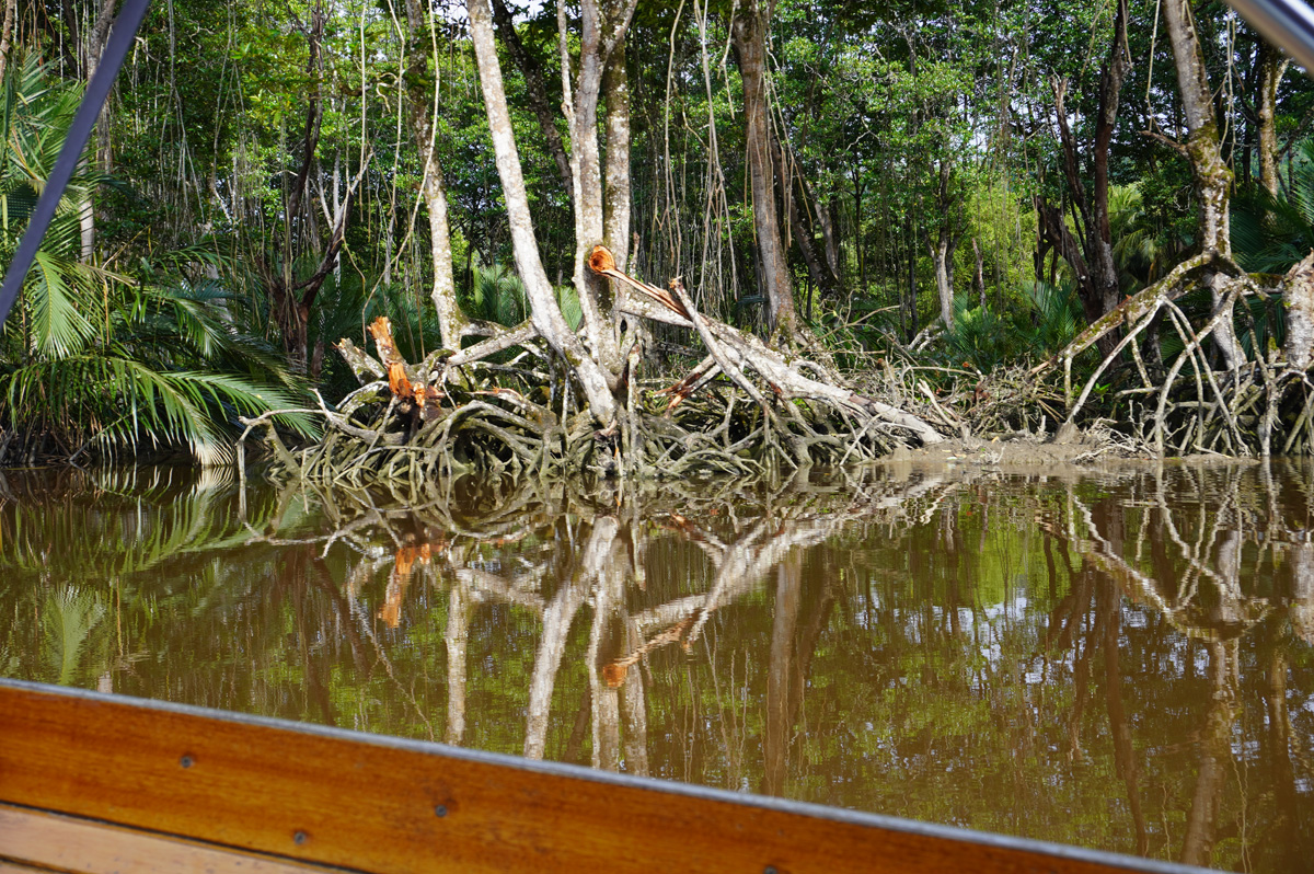 Brunei River trip
