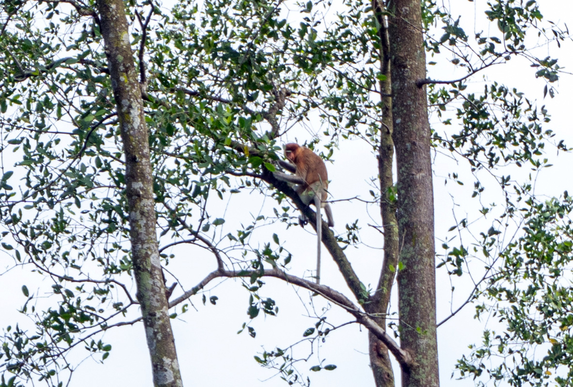 Brunei River trip, Distant Proboscis Monkey