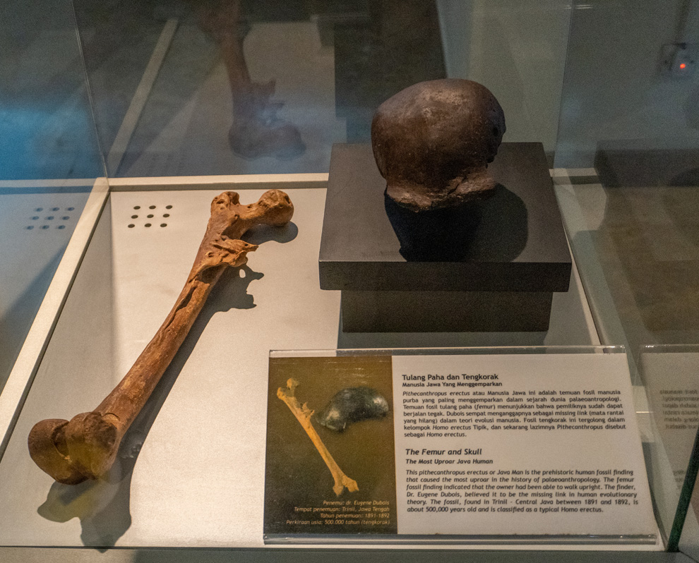 Merdeka Square area, "Java Man" femur and skull