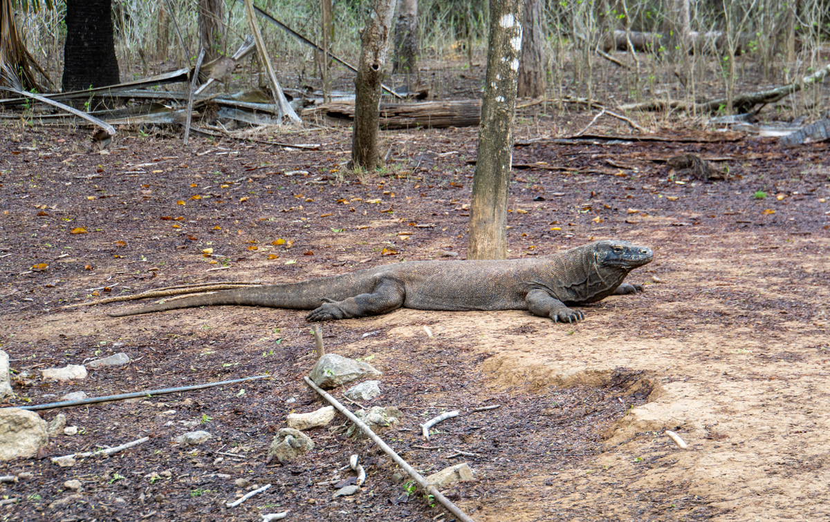 Komodo Dragon #1