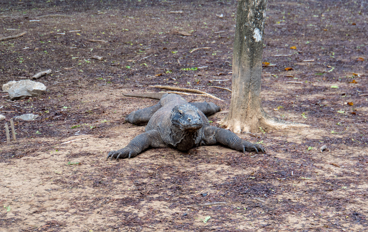 Komodo Dragon #1