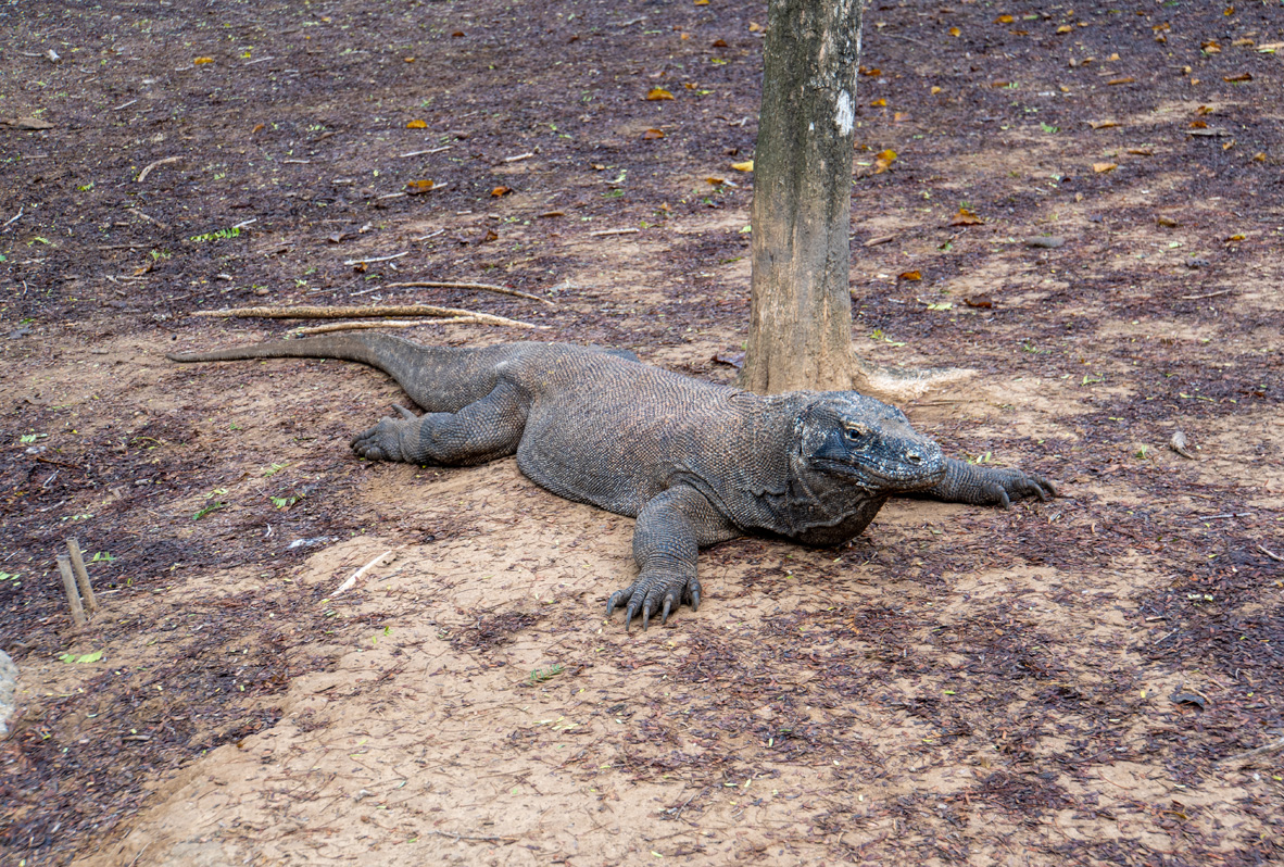 Komodo Dragon #1