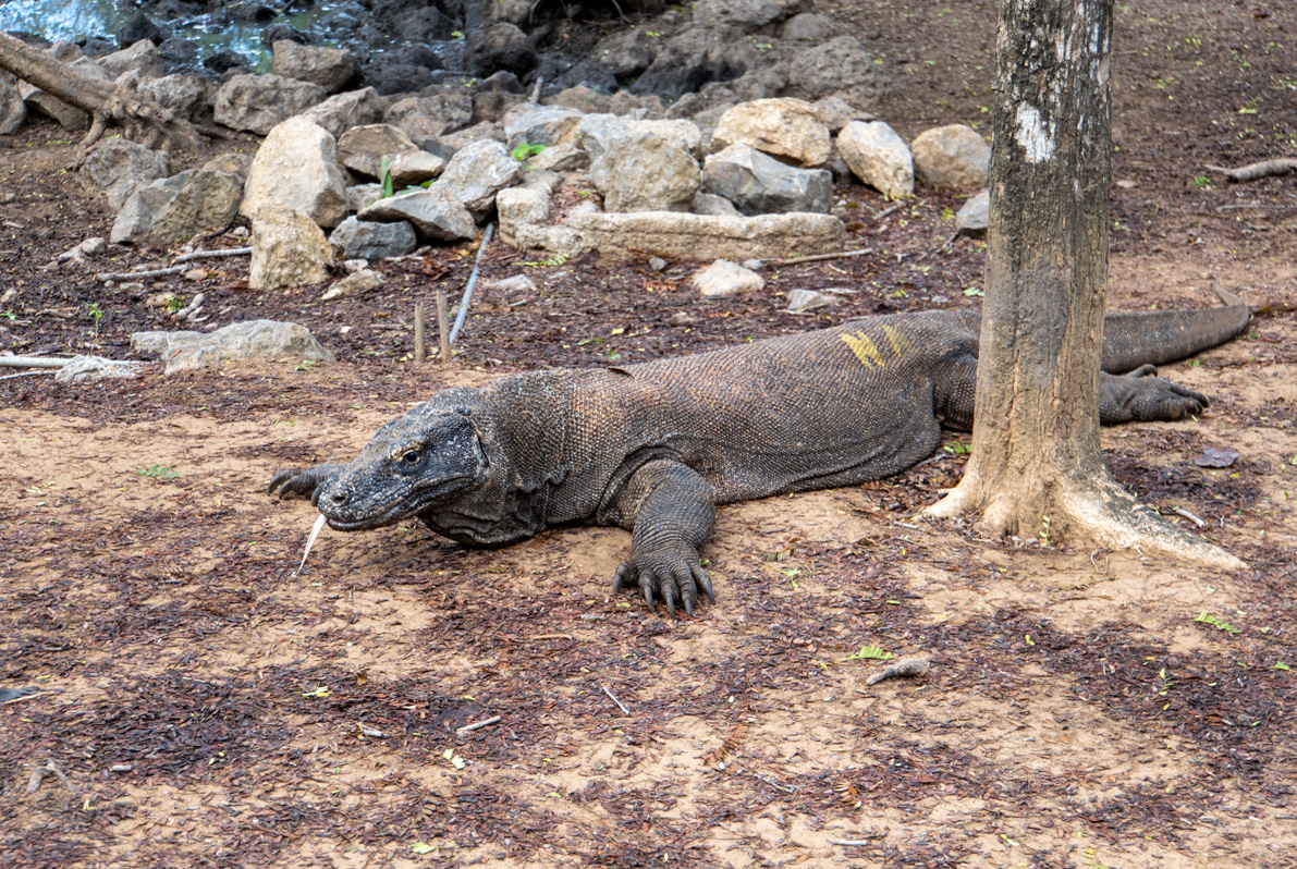 Komodo Dragon #1
