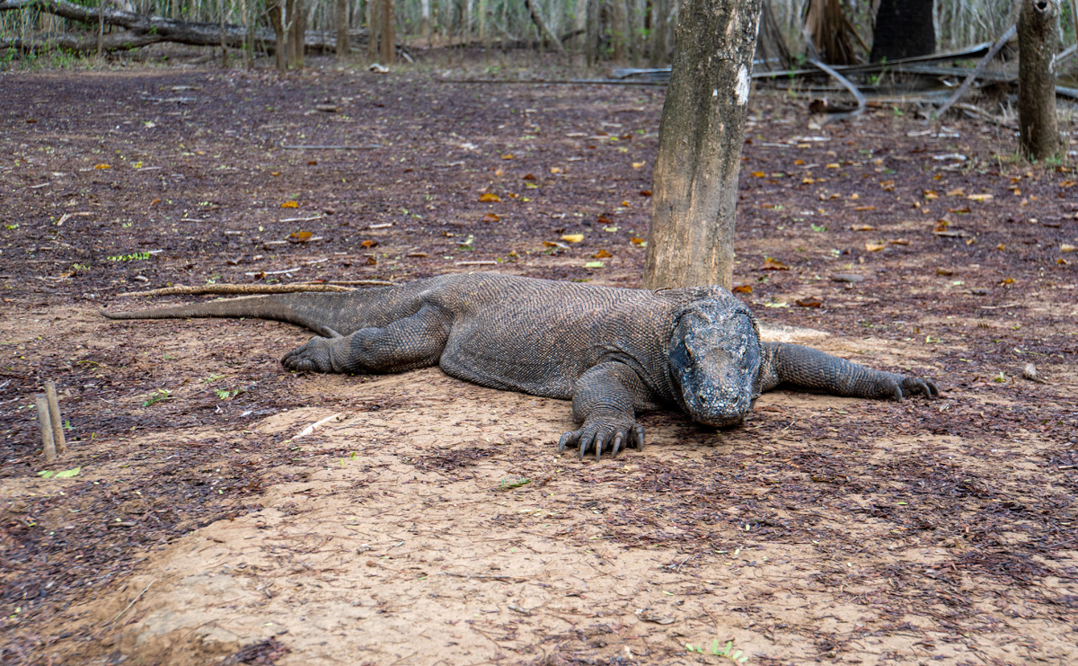 Komodo Dragon #1