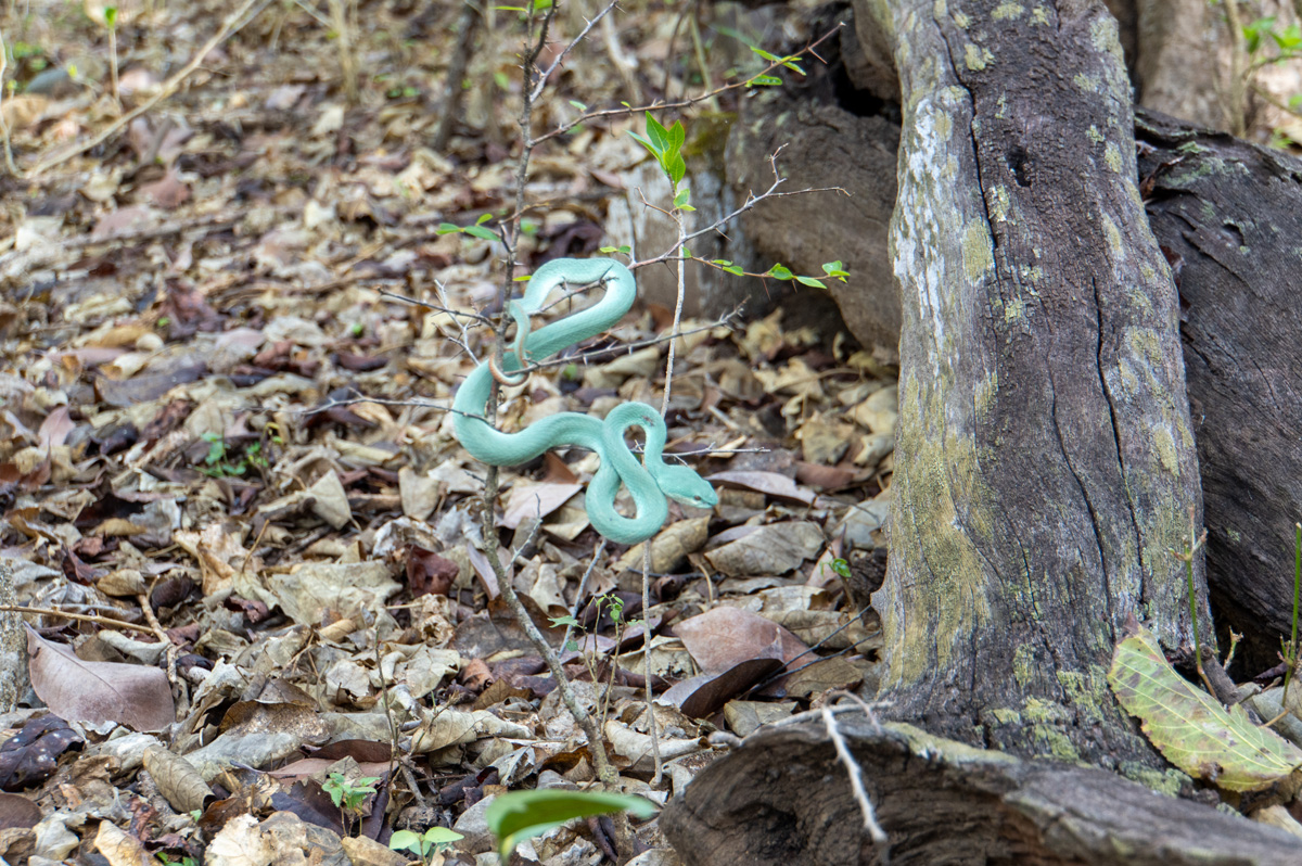 Around Komodo Island, Beautiful pale green snake