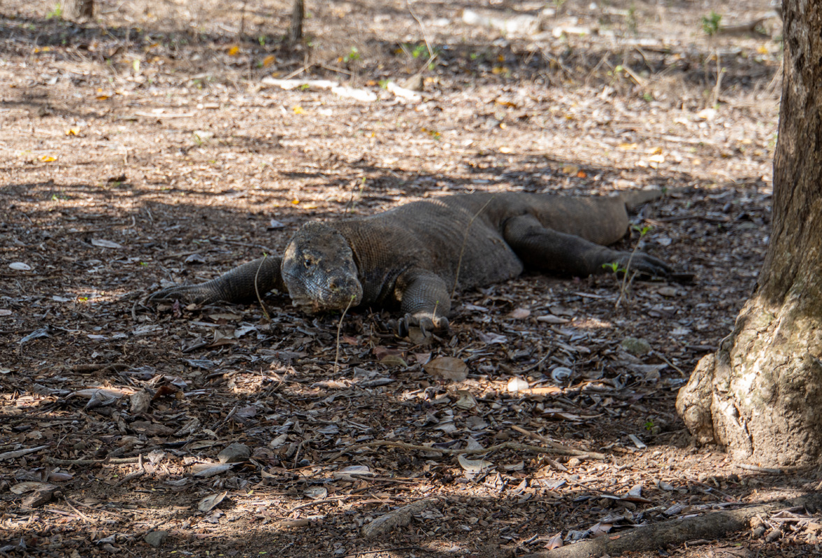 Komodo Dragon #2