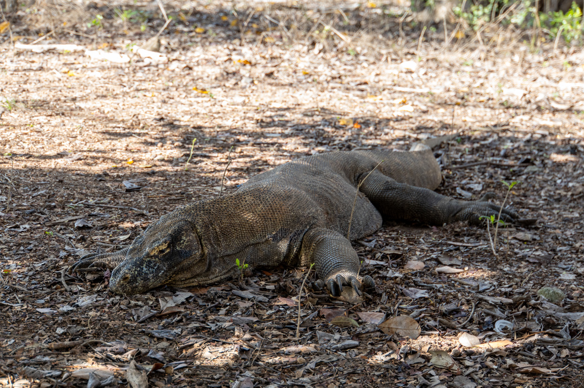 Komodo Dragon #2